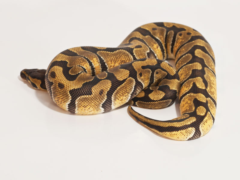 enchi royal python