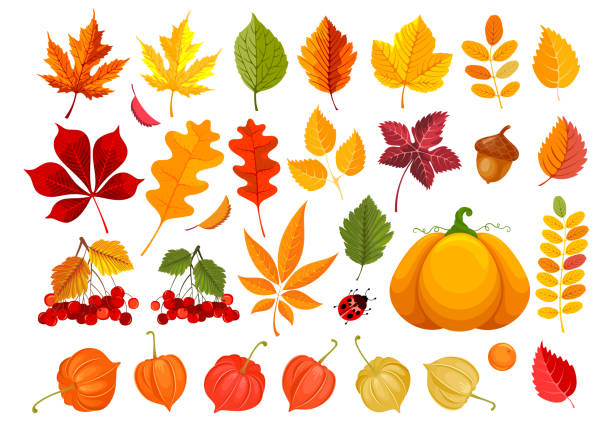 fall autumn clipart