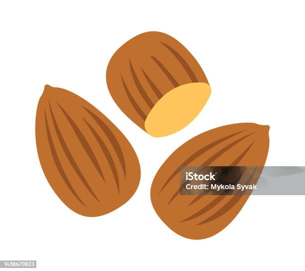 almond vector