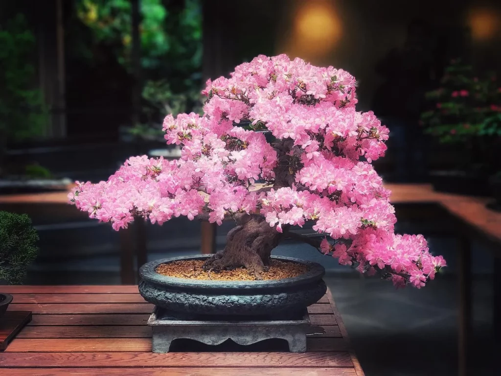 sakura blossom bonsai tree