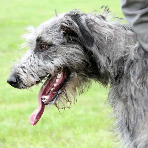 irish wolfhound puppy price