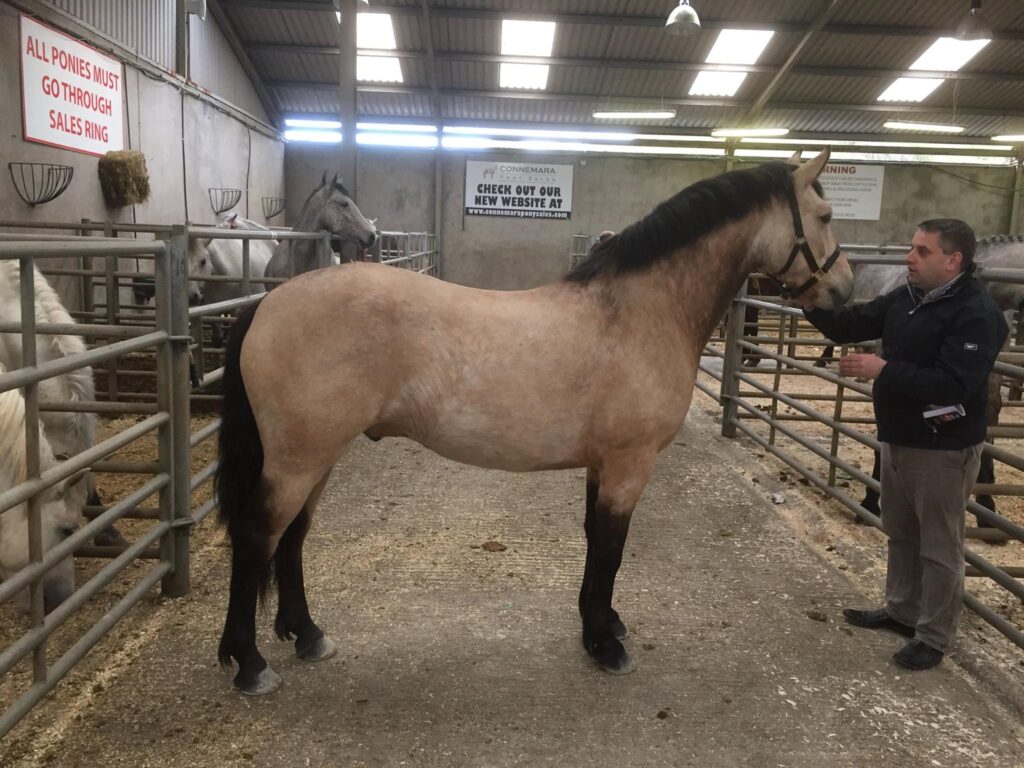 ponies for sale ireland