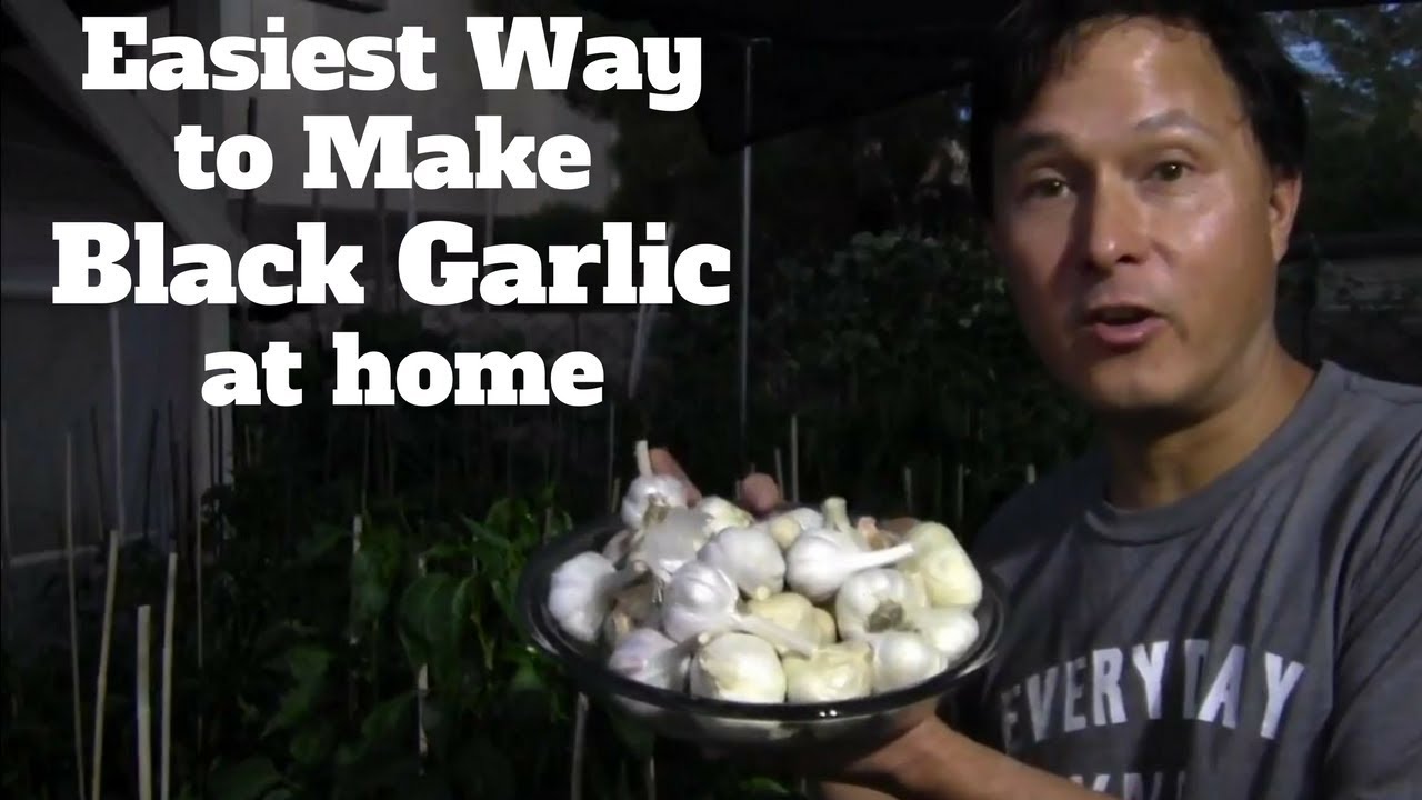 how to make a black garlic fermenter