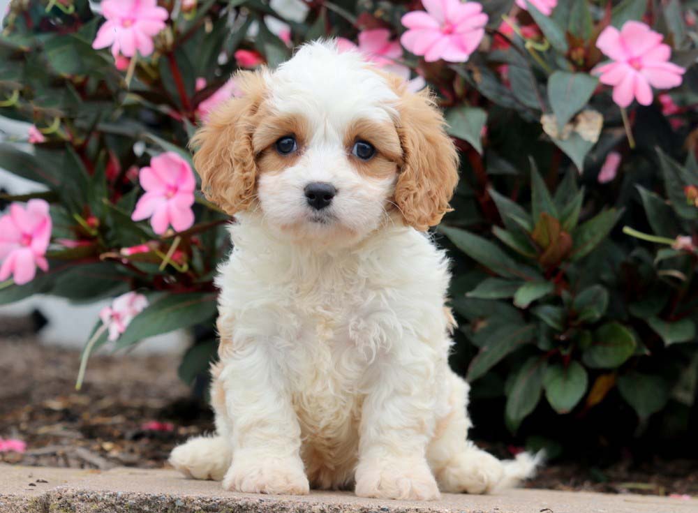 cavachons for sale