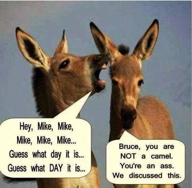 hump day jokes