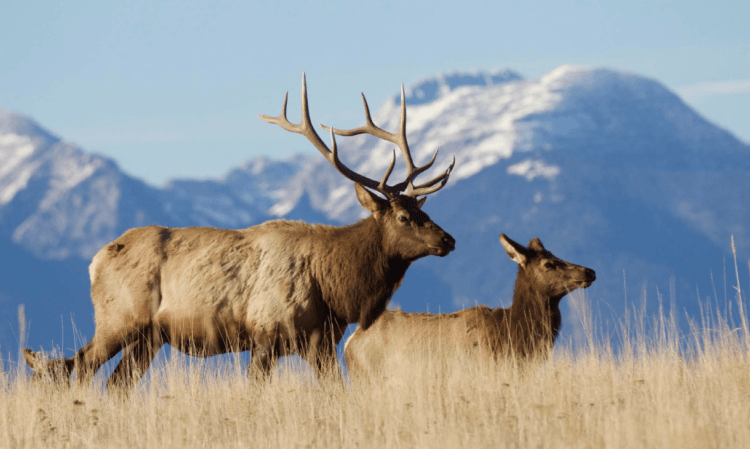 american elk 6 letters