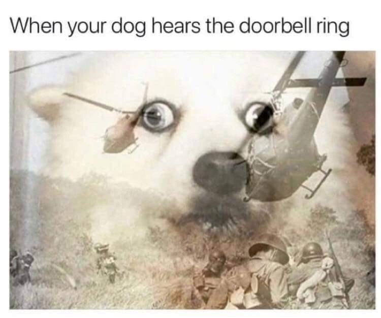 dog rings doorbell meme