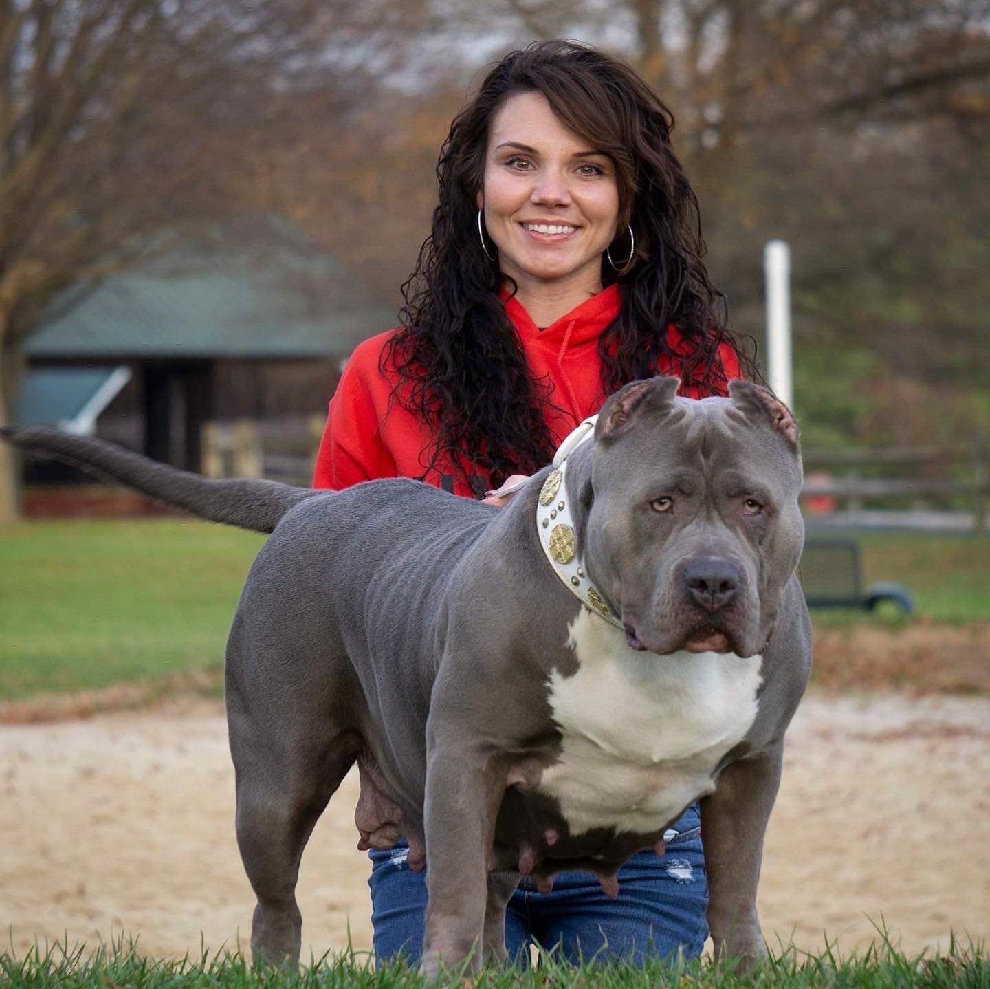 blue nose pitbulls