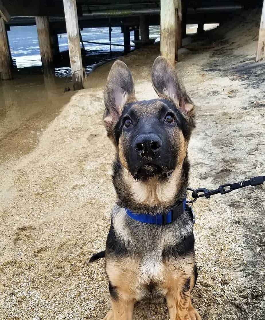 mix german shepherd and labrador