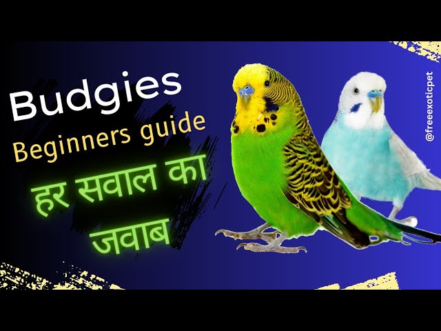 budgerigar in hindi