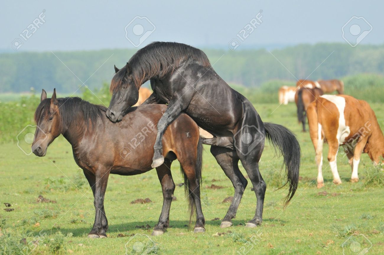 show horses mating