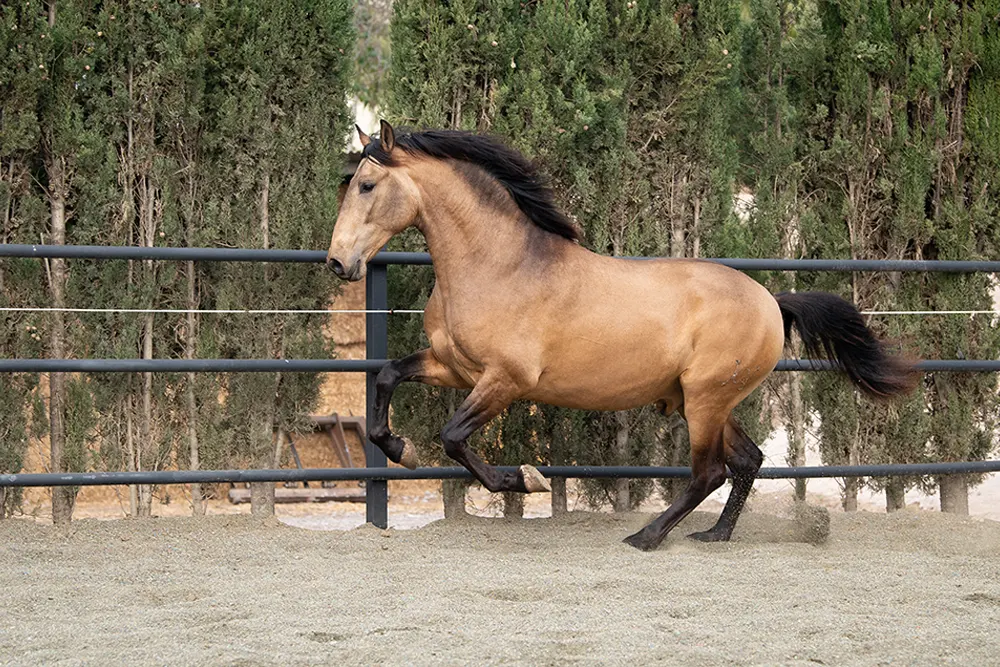 caballos en venta