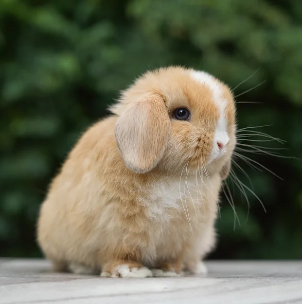 rabbits for sale in tennessee