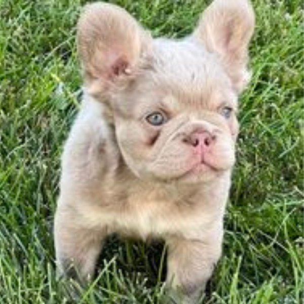 isabella fluffy frenchie price