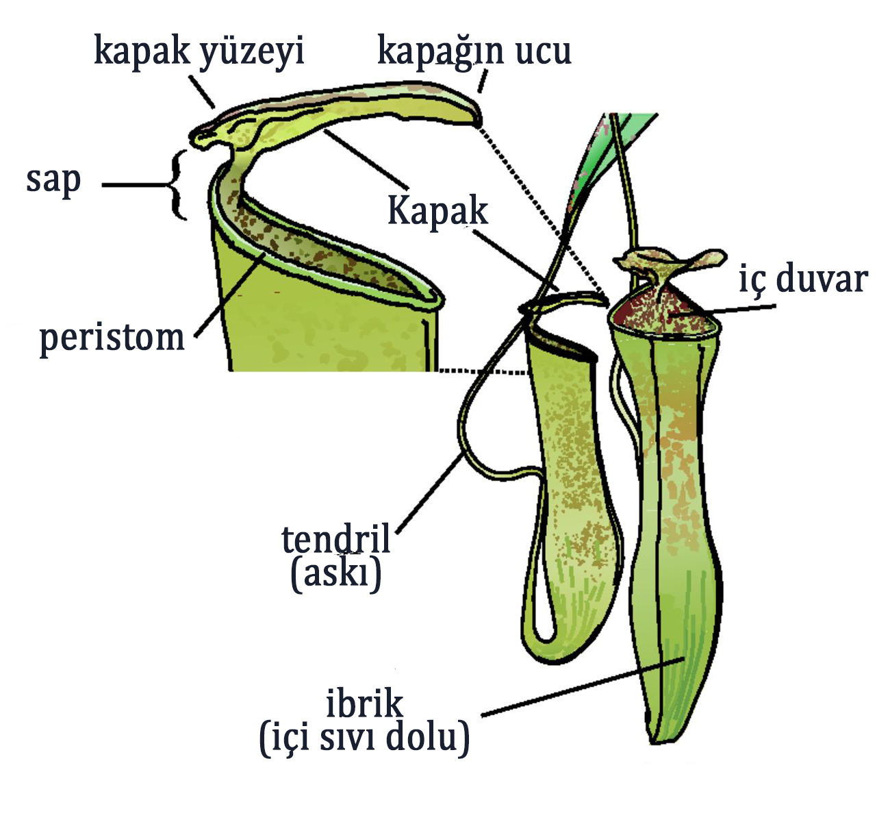 ibrik otu nedir