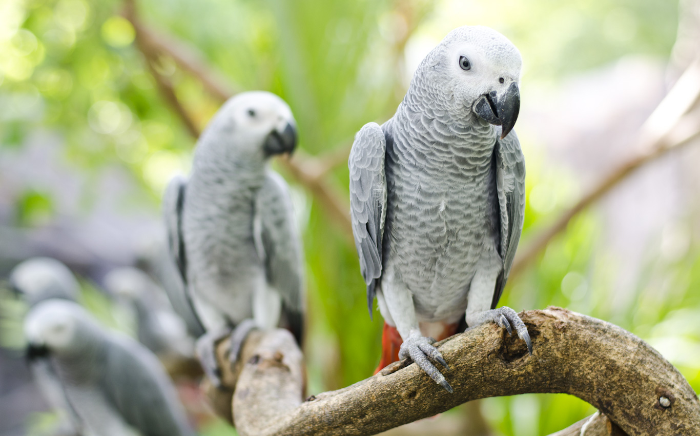 african gray bird price