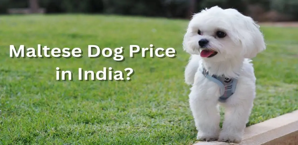 maltese price in india