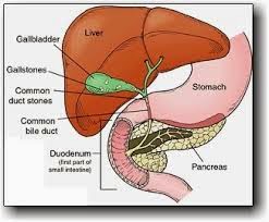 vesicula in english meaning