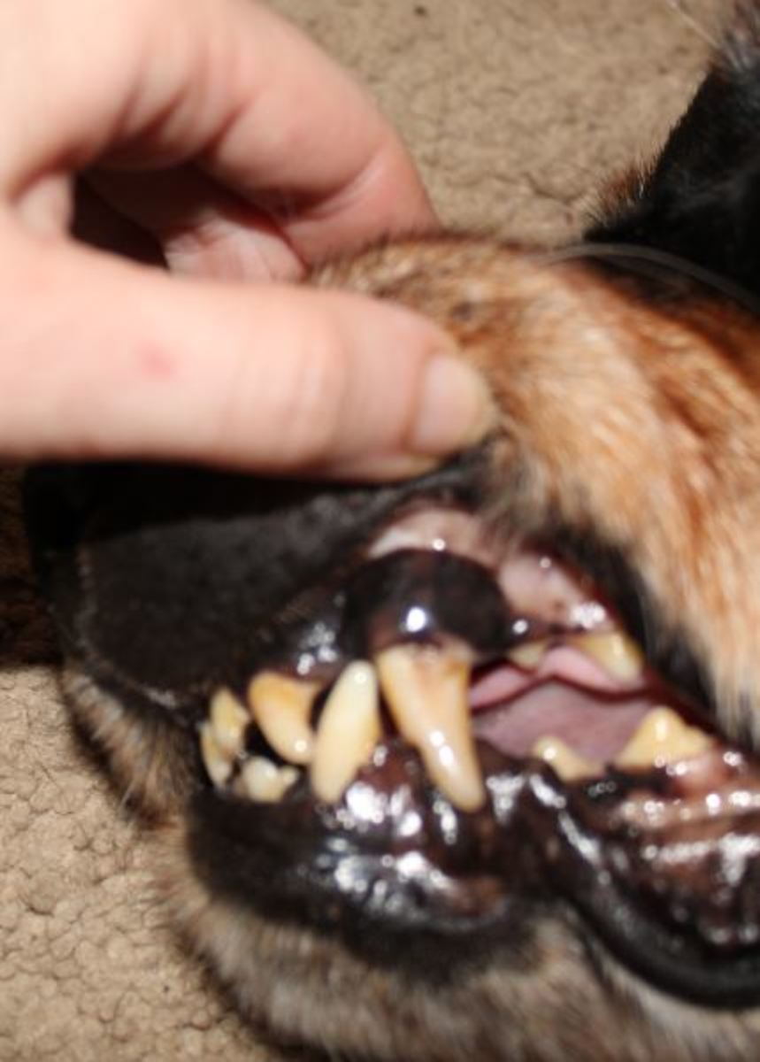 black on dogs gums