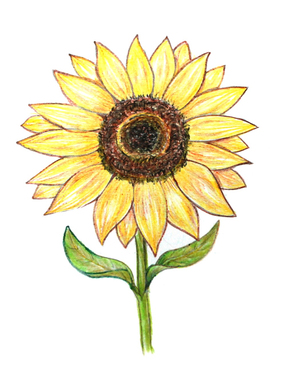 colored pencil drawings of sunflowers