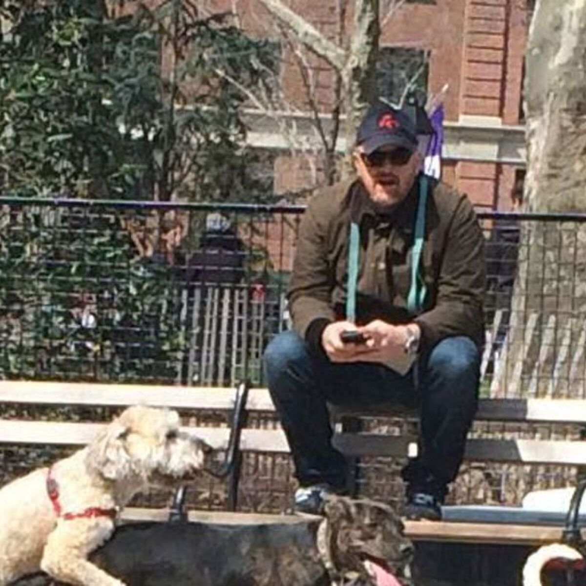 louis ck dog adoption