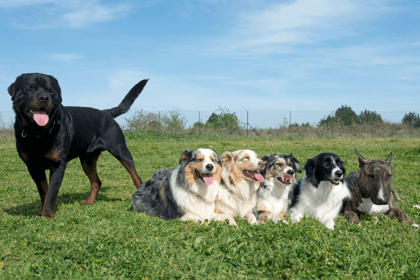 dog meetup groups near me