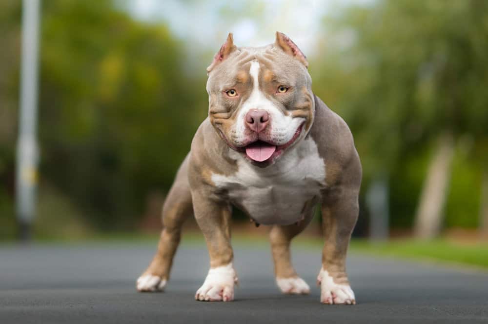 mini bully