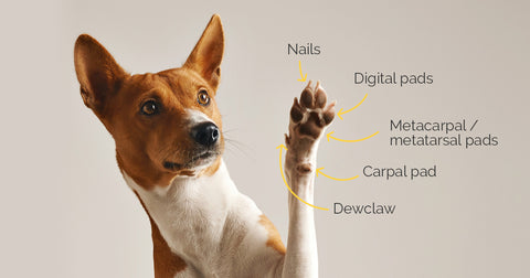 anatomy of a dogs paw