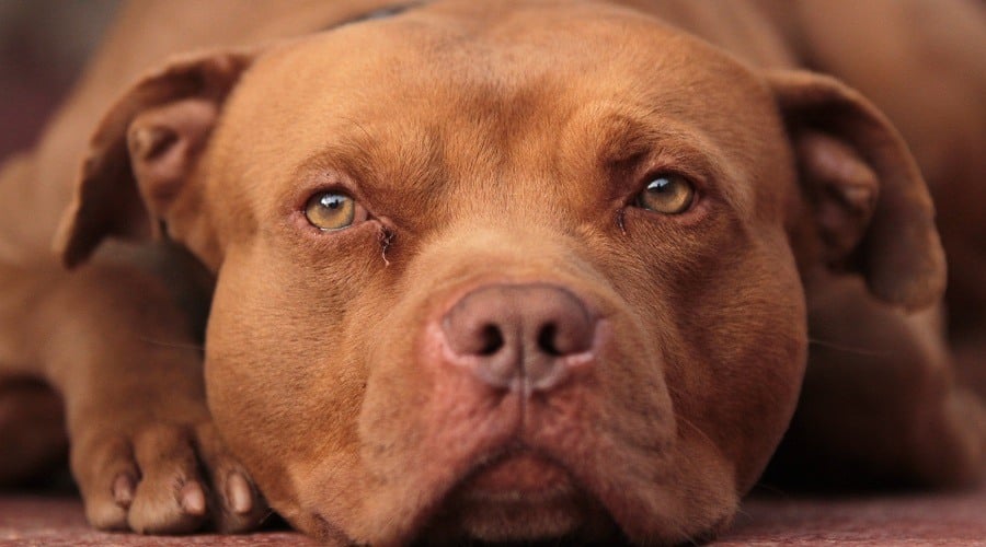 red nose pitbull price