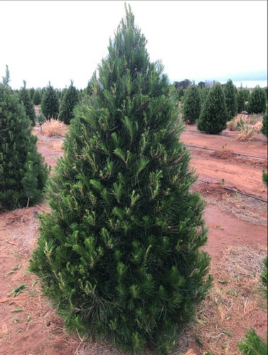 radiata pine christmas tree