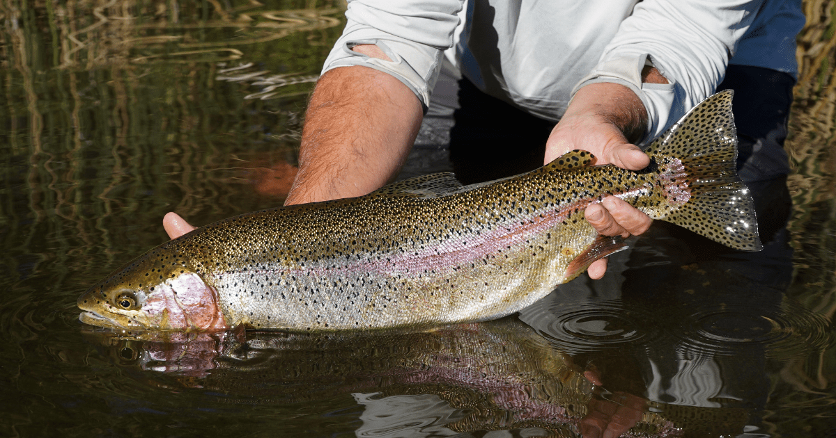 using a trout for clout full video