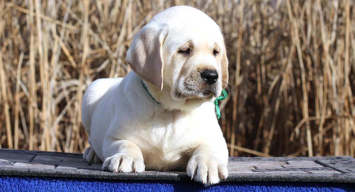 how long do labradors live