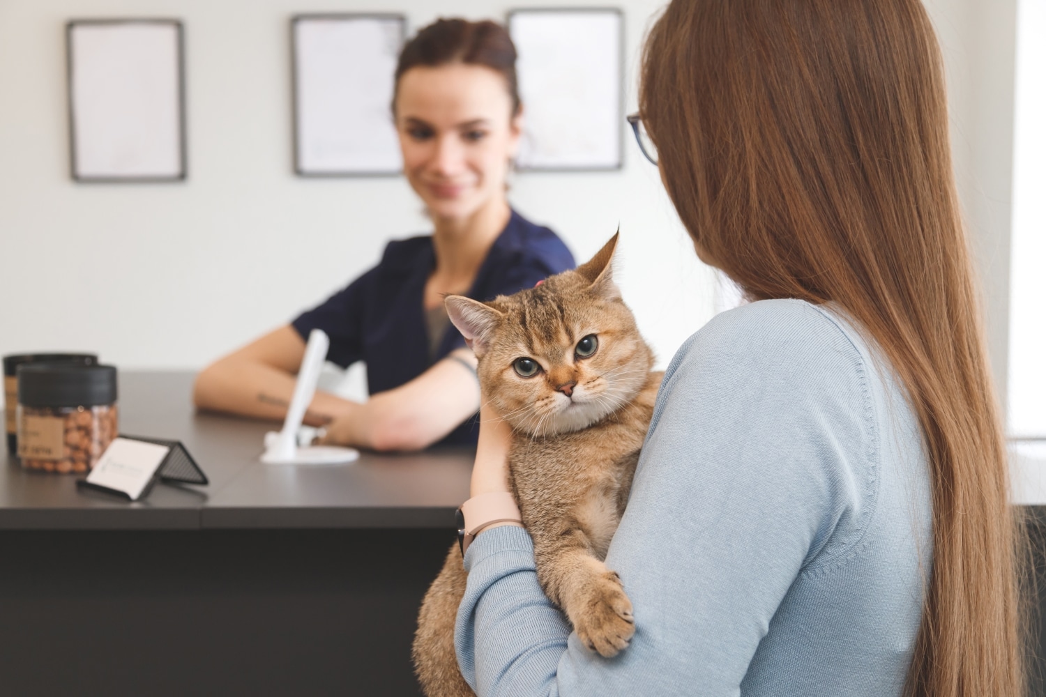 receptionist for veterinary jobs