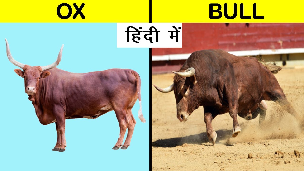 difference between ox and bull in hindi