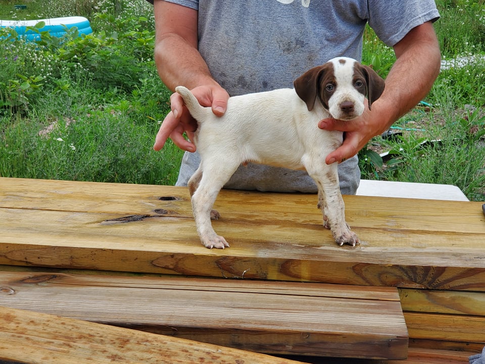 pointer puppies