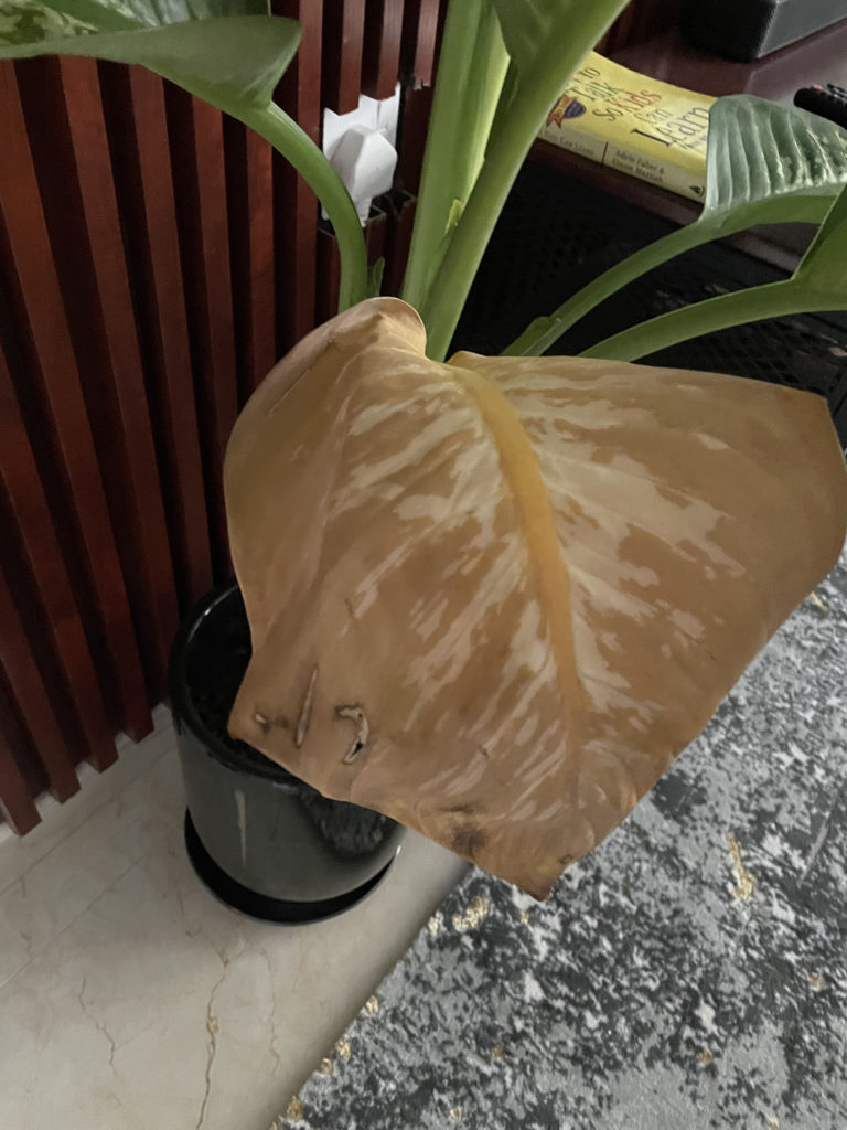 dieffenbachia yellowing leaves