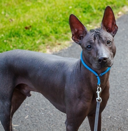 hairless xolo