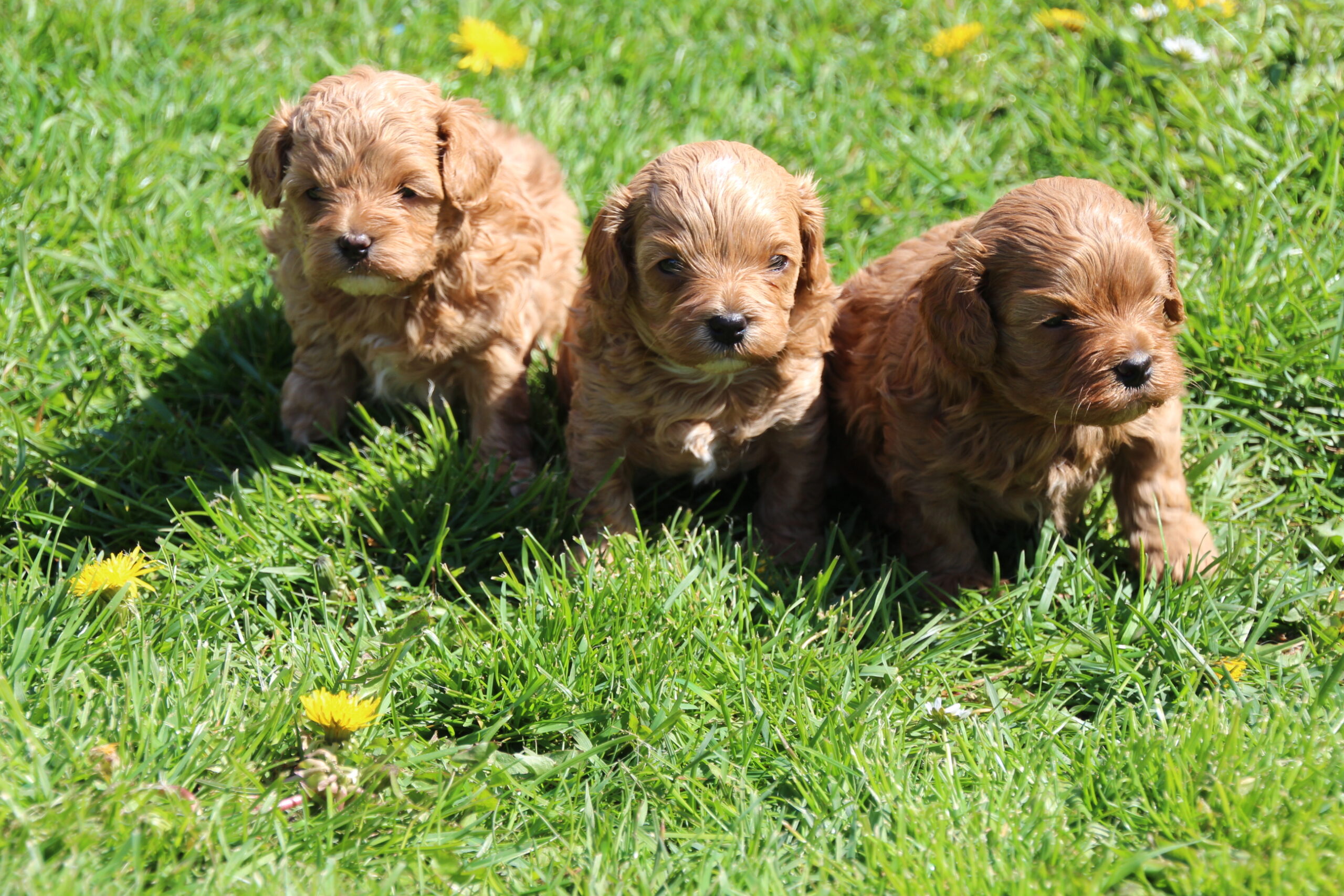 maltipoo danmark