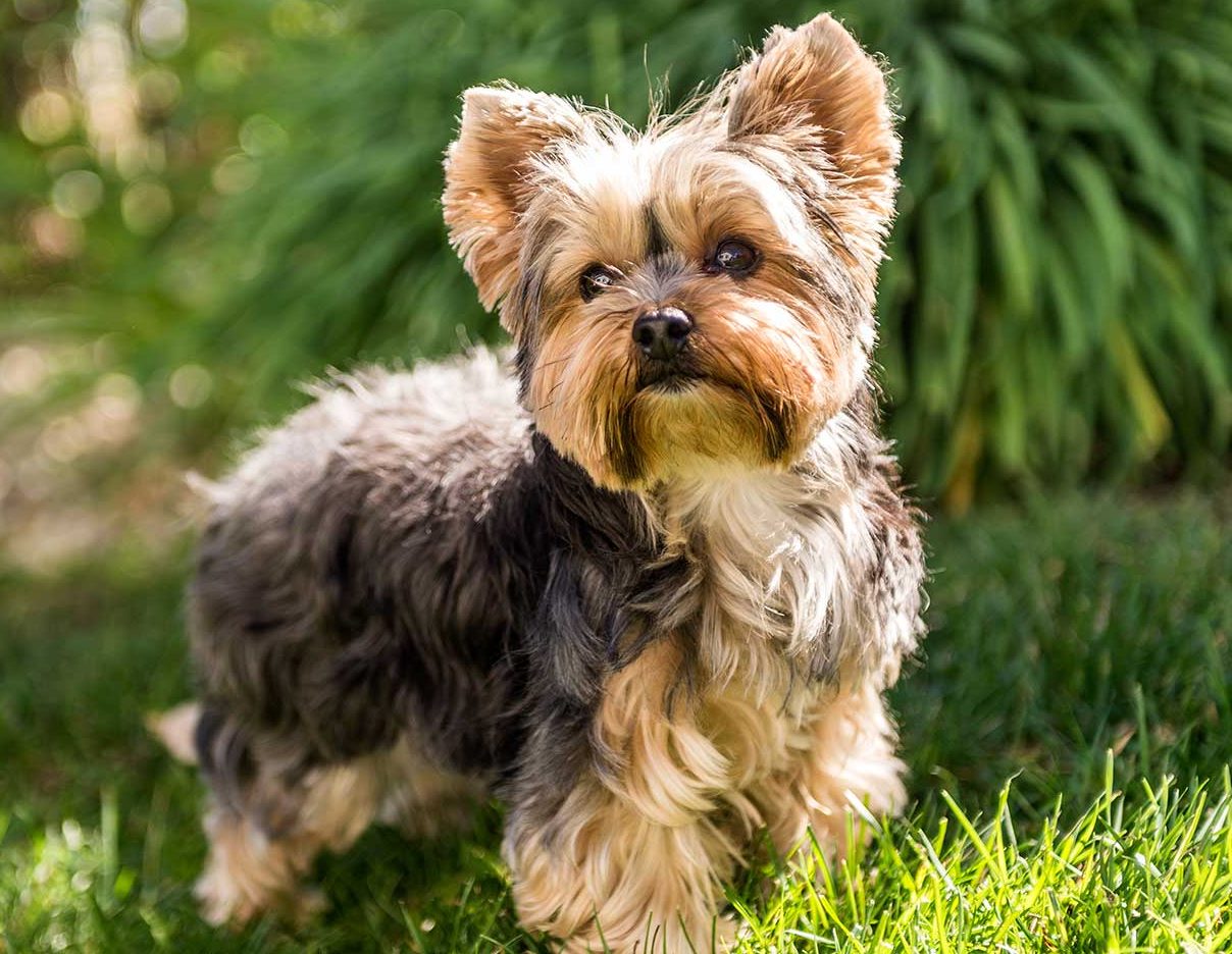 yorkshire terriers for sale