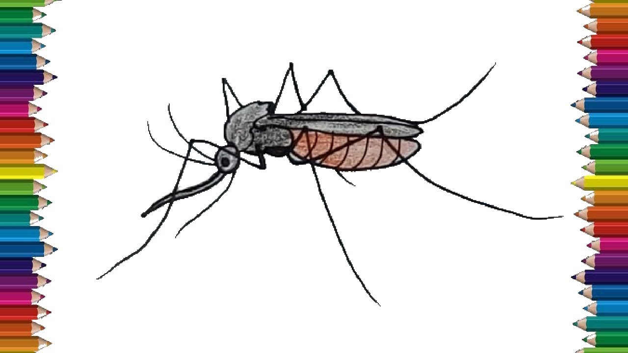 how to draw mosquito easy