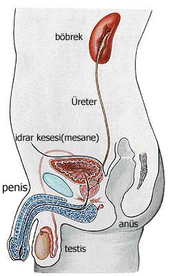 erkeklerde vedi neden gelir
