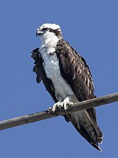 osprey vs seahawk