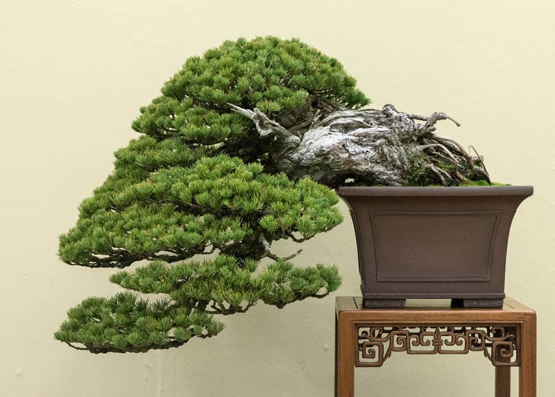 pine bonsai indoor