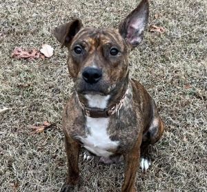 petfinder concord nc