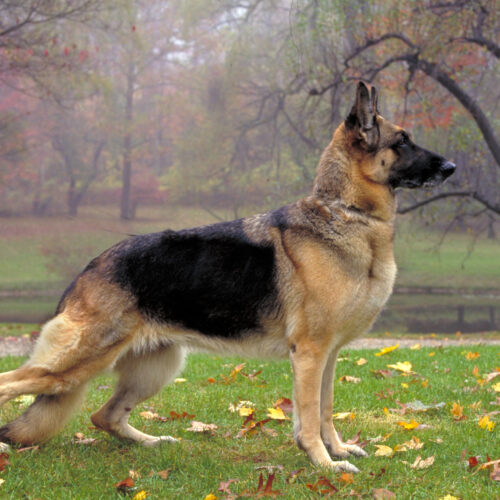 short haired german shepherd dog