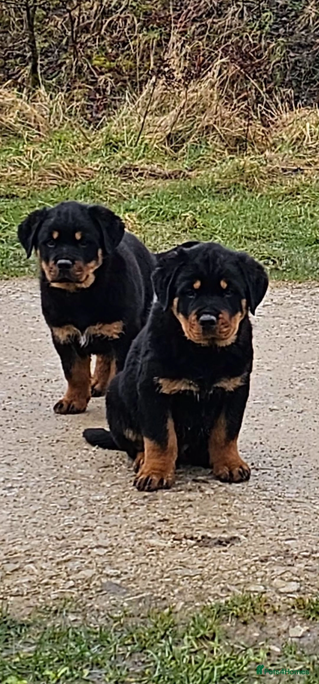 rottweiler puppies for sale leeds