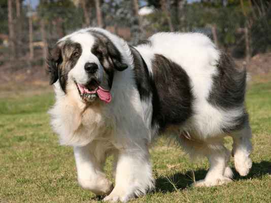 pyrenean mastiff price