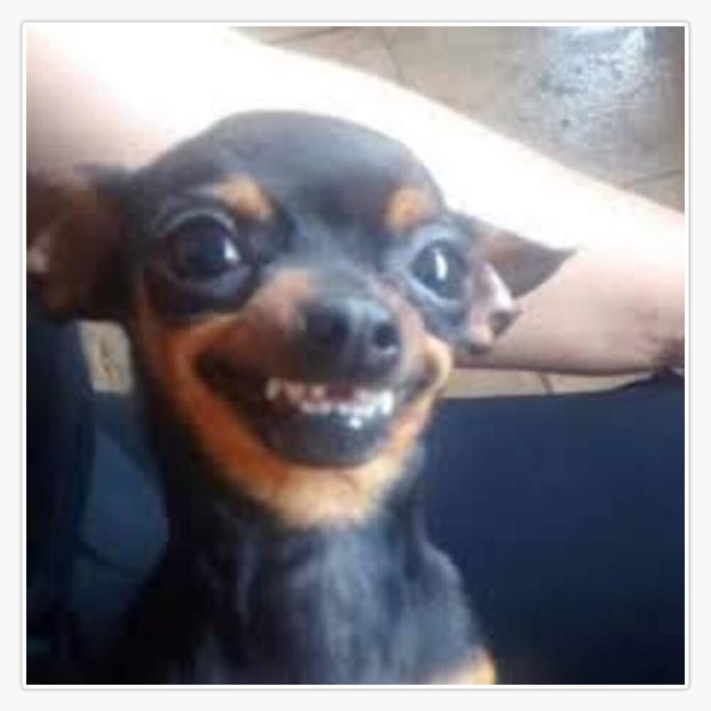 chihuahua meme face