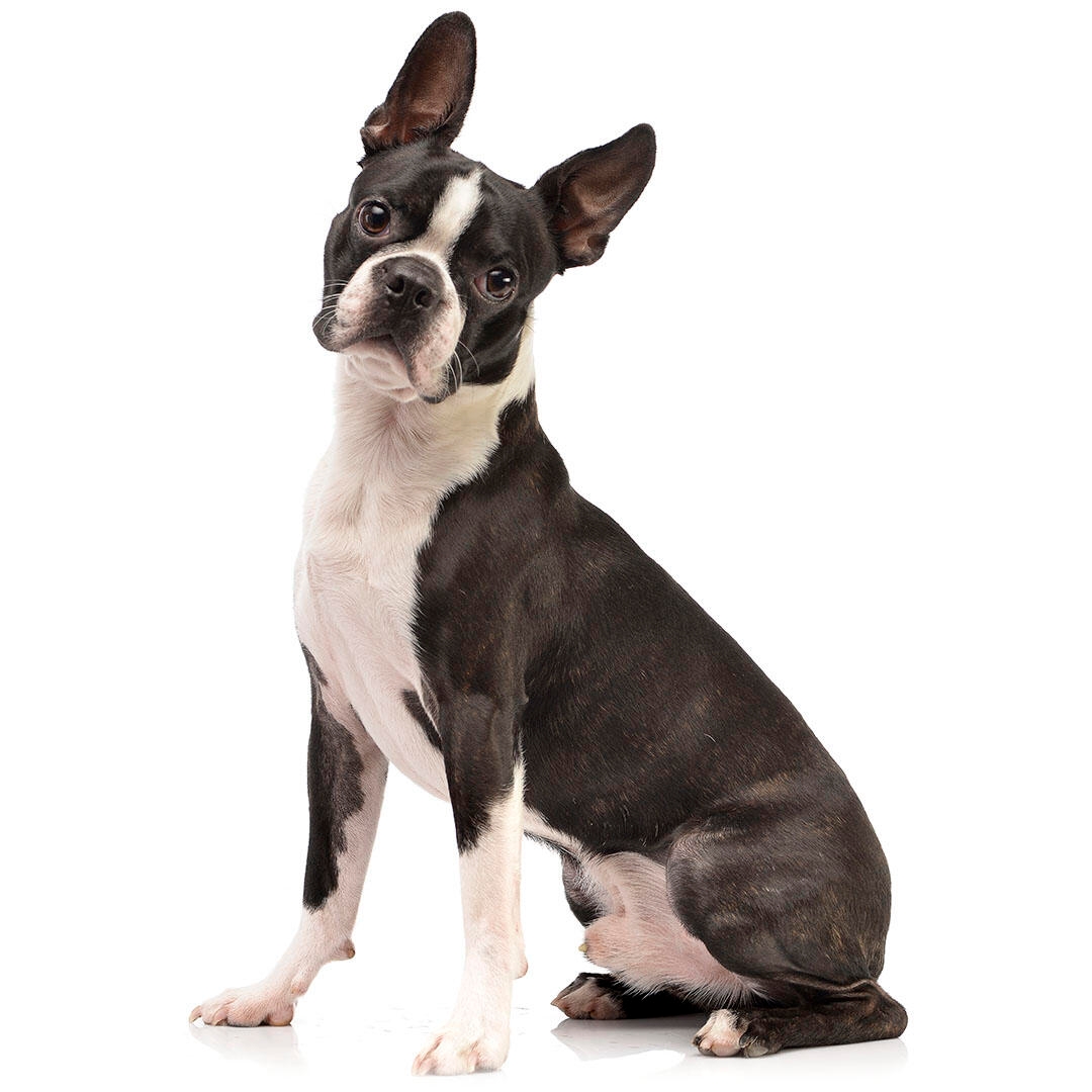 boston terrier dog pics