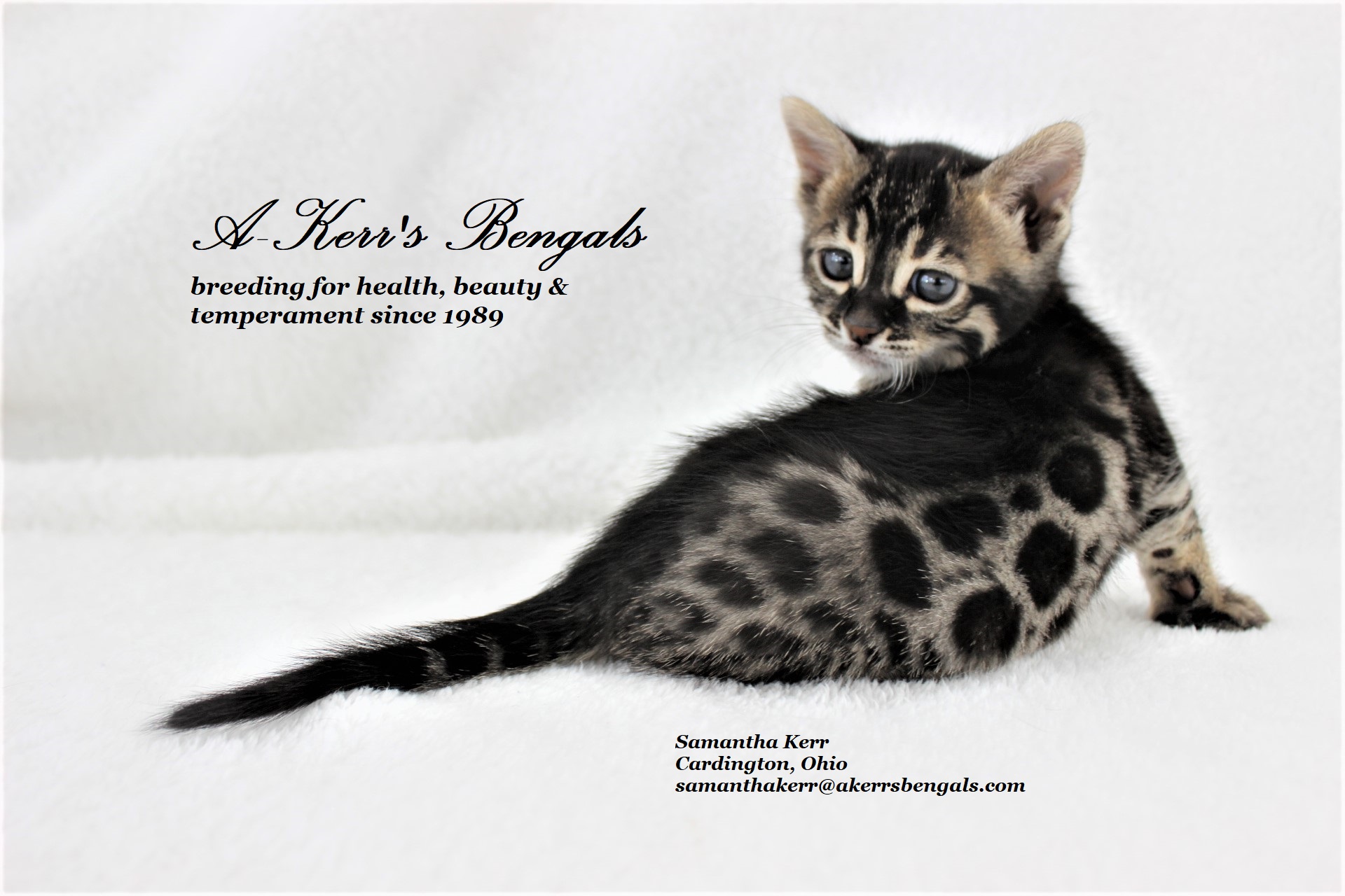 black bengal cats for sale